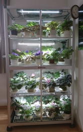 植物育成用照明 (交換後) (LED)